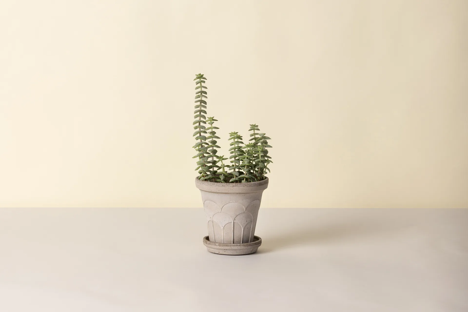 Fleur kruka med fat 2 delar, Grey, Ø14 cm Bergs Potter
