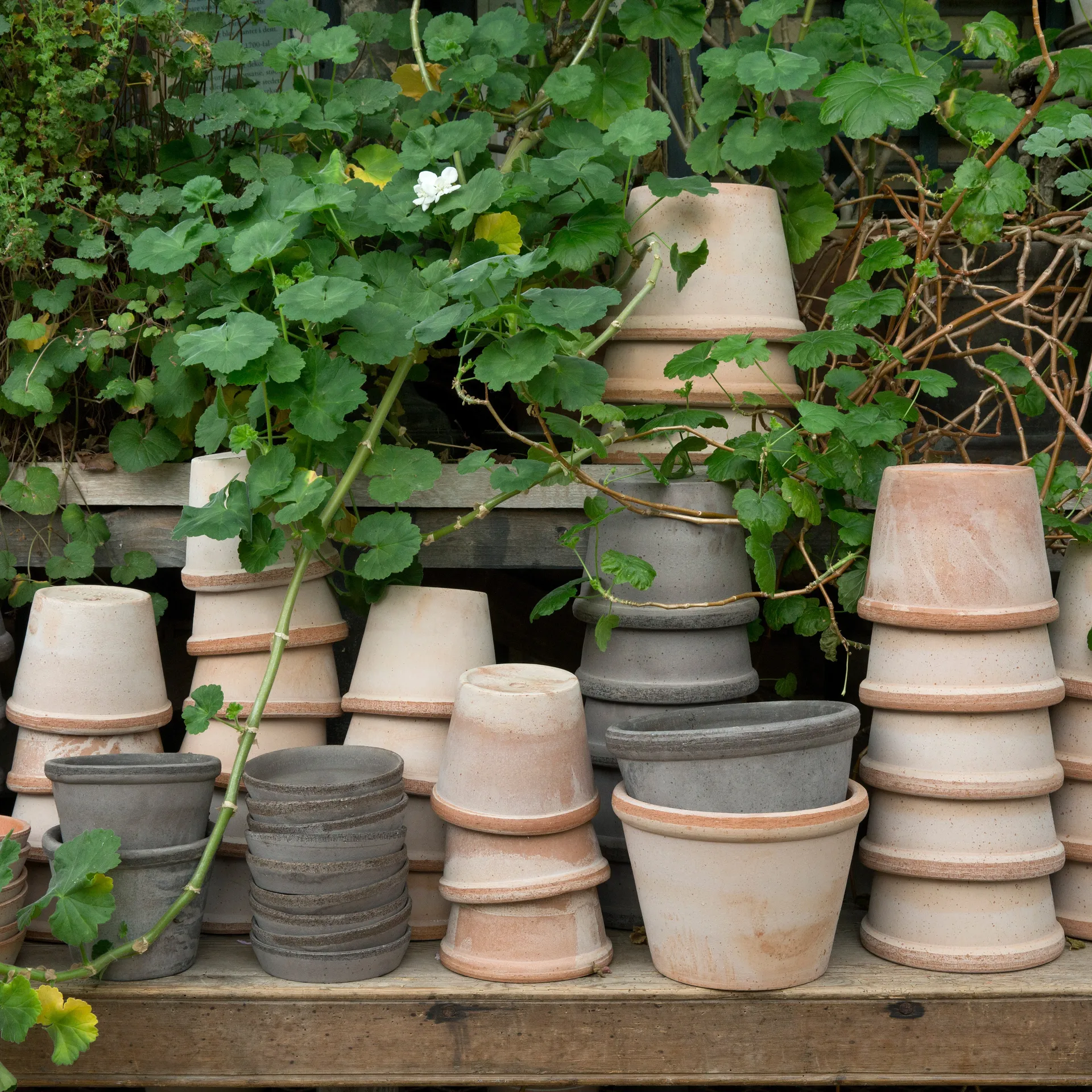 Parade kruka Ø15 cm, Rosa Bergs Potter