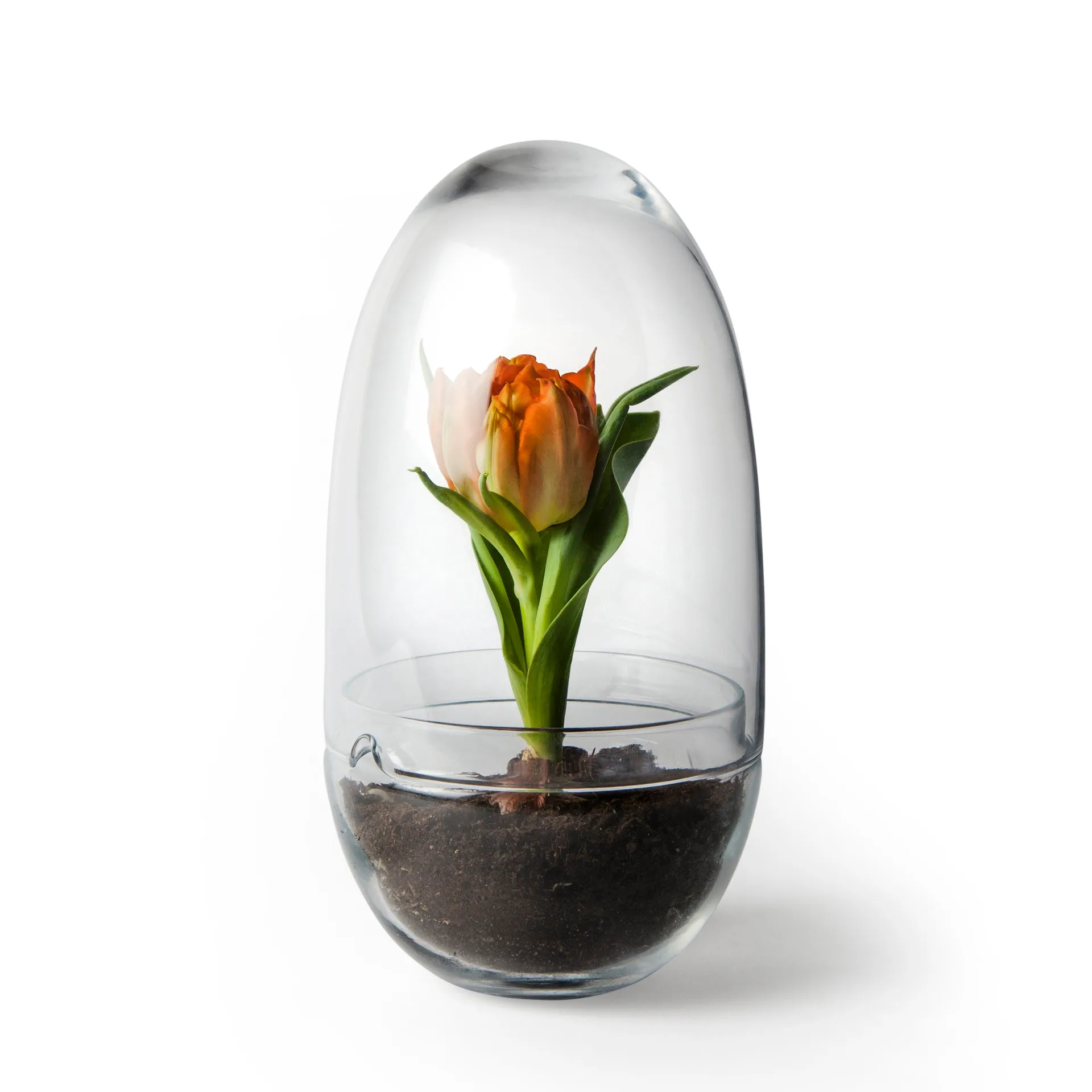 Grow odlingskupa, Medium Ø11 cm Design House Stockholm