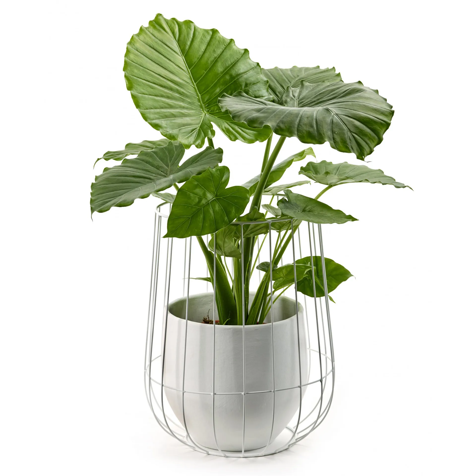 Serax blomkruka i korg Ø37 cm h46 cm, White Serax