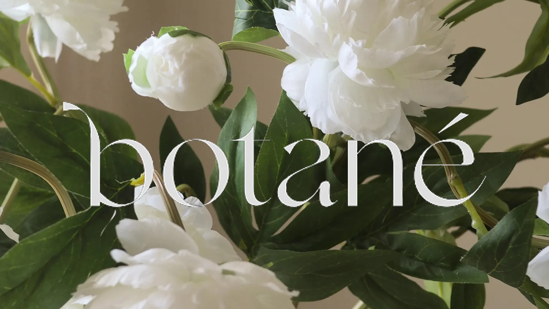 Närbild av vita pioner med gröna blad och ordet «botané» i elegant vit text över mitten av bilden.